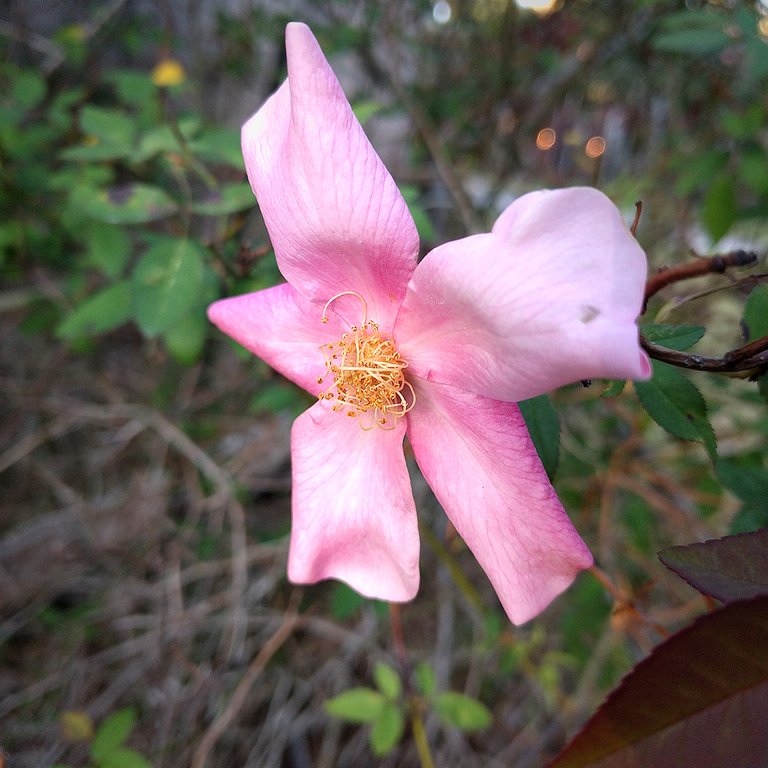 Rose Bloom in February