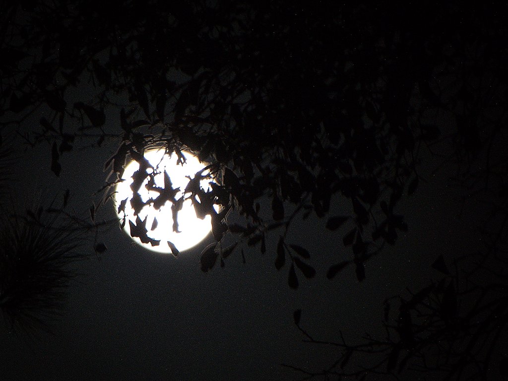 Tree Holding the Moon