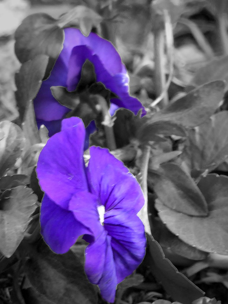 Bi-color Flowers