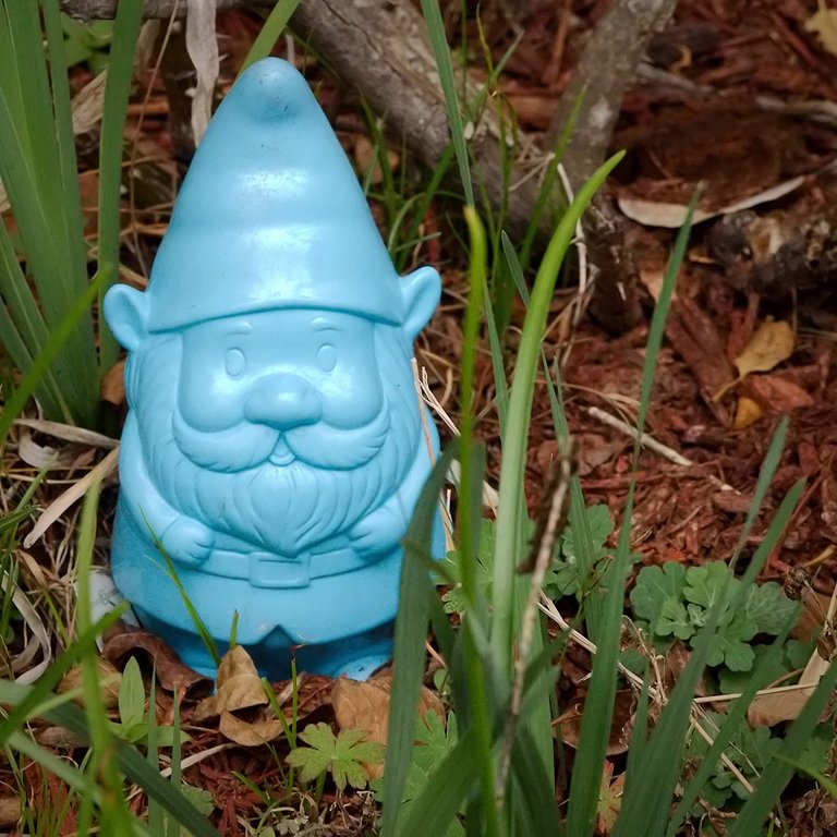 Blue Gnome